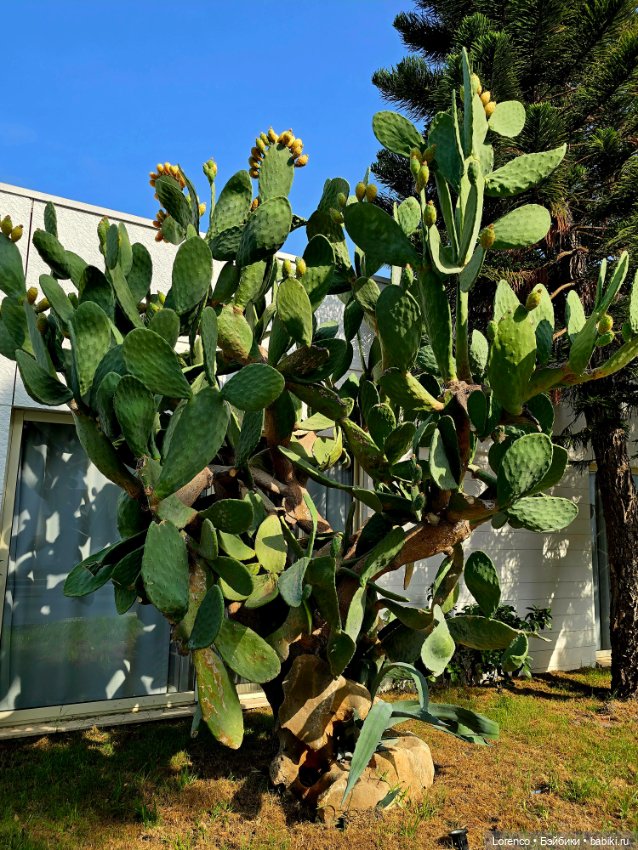 Турецкие каникулы 2025 — Интересные игрушки и фигурки (разное): редкие