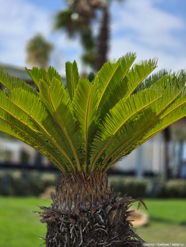 Турецкие каникулы 2025 — Интересные игрушки и фигурки (разное): редкие