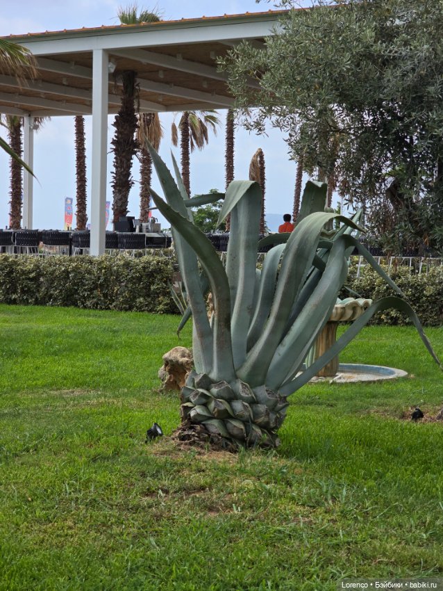 Турецкие каникулы 2025 — Интересные игрушки и фигурки (разное): редкие (фото 9)