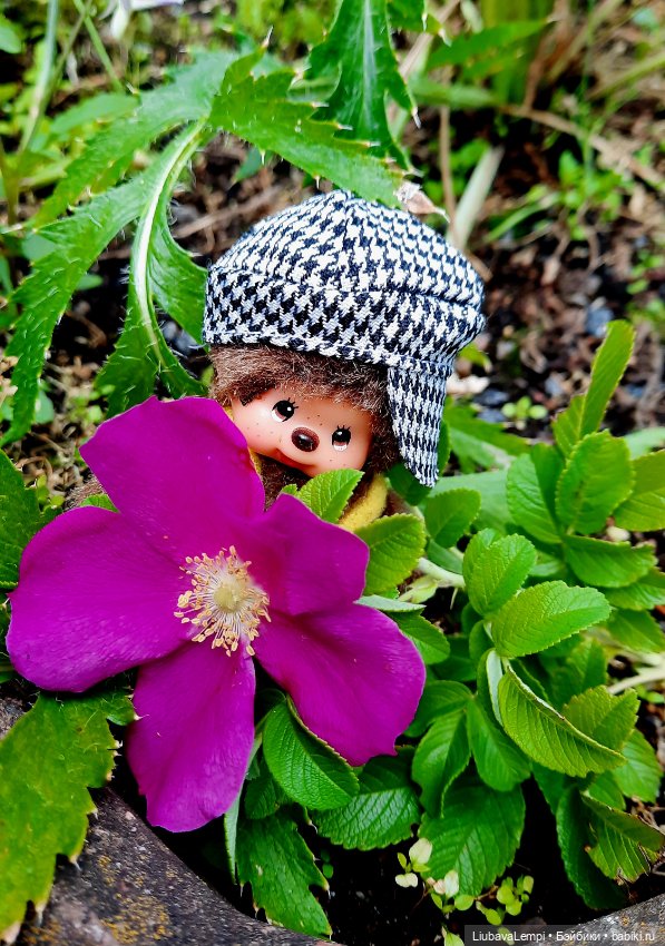 Цветущий август или прогулка для души