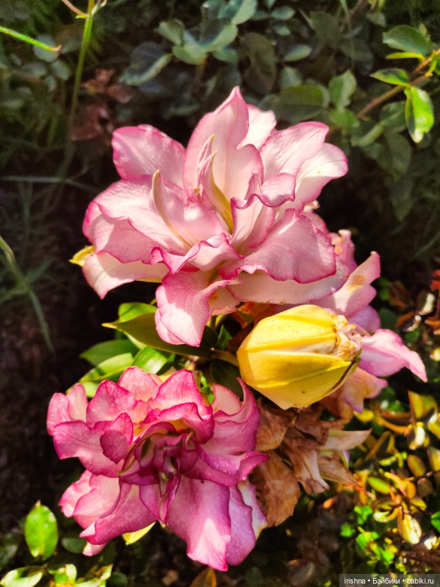 Амелин — Куклы Integrity Toys (Интегрити): Poppy Parker