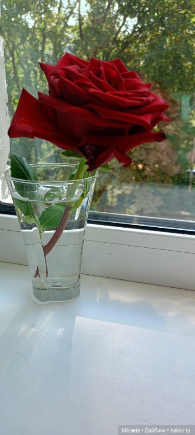 Один летний день Петровича