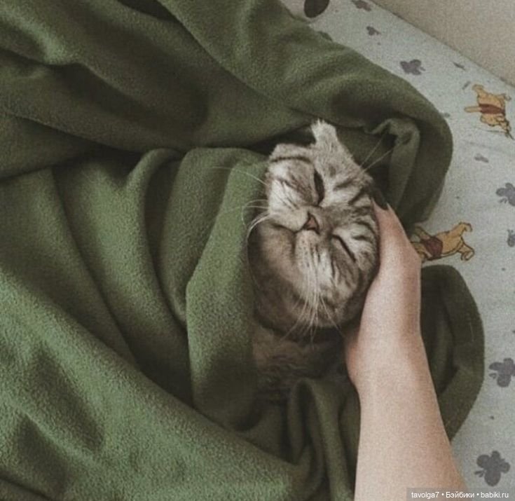 Зелёный чай - как цвет — Болталка и разговоры обо всем: жизнь