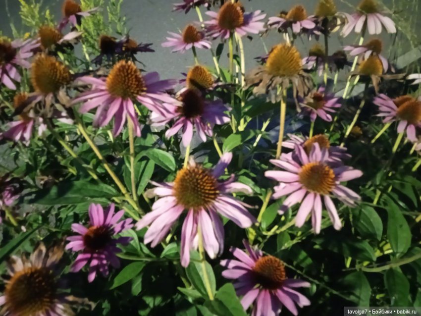 Малютка Mattel у реки — Куклы Mattel (Маттел) разное: Enchantimals