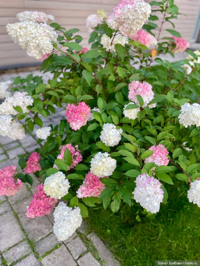 Марфушенька душенька ( DuoDing doll )