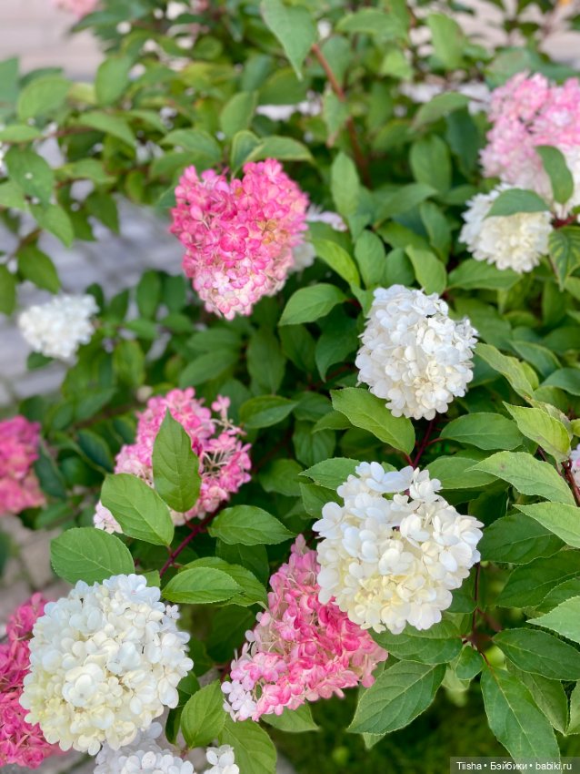 Марфушенька душенька ( DuoDing doll ) (фото 4)