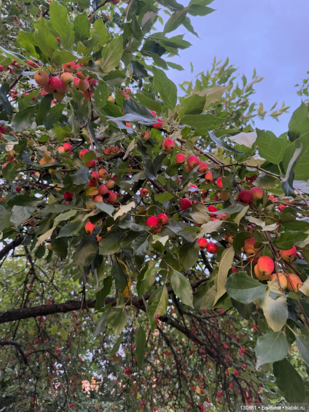 Чертовски милый чёрт. Ольга Ваза