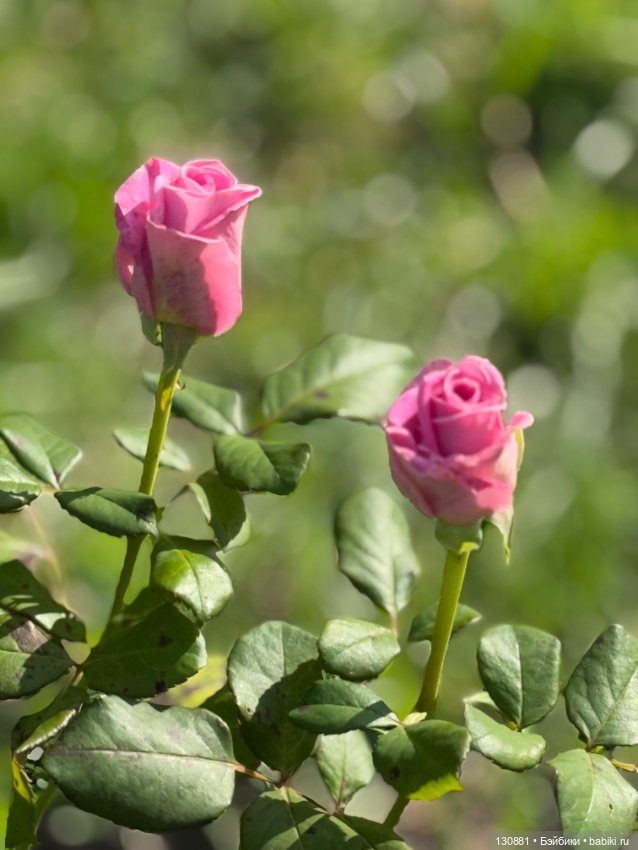 Чертовски милый чёрт. Ольга Ваза