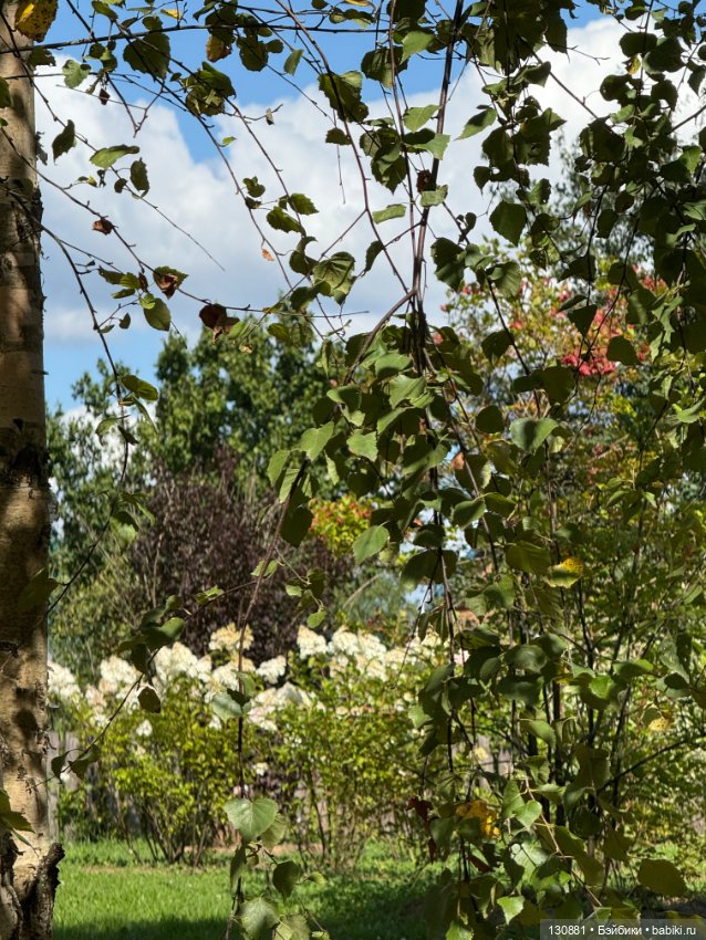 Чертовски милый чёрт. Ольга Ваза