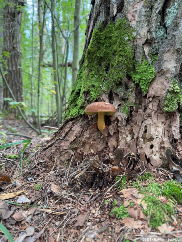Чертовски милый чёрт. Ольга Ваза