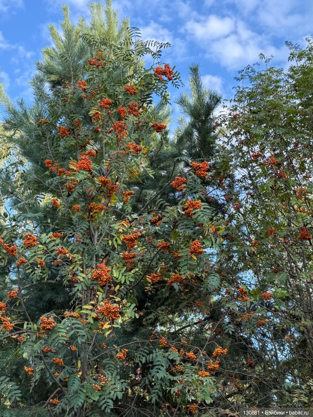 Чертовски милый чёрт. Ольга Ваза