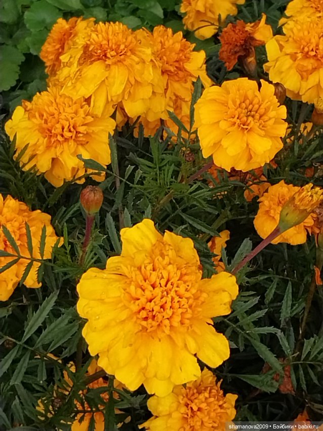 Краски лета — Туризм и путешествия: фотоотчеты из поездок