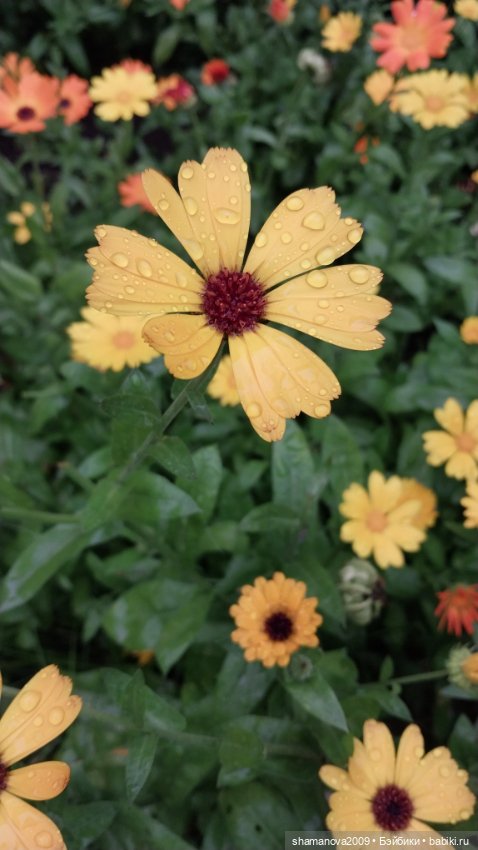 Краски лета — Туризм и путешествия: фотоотчеты из поездок (фото 5)