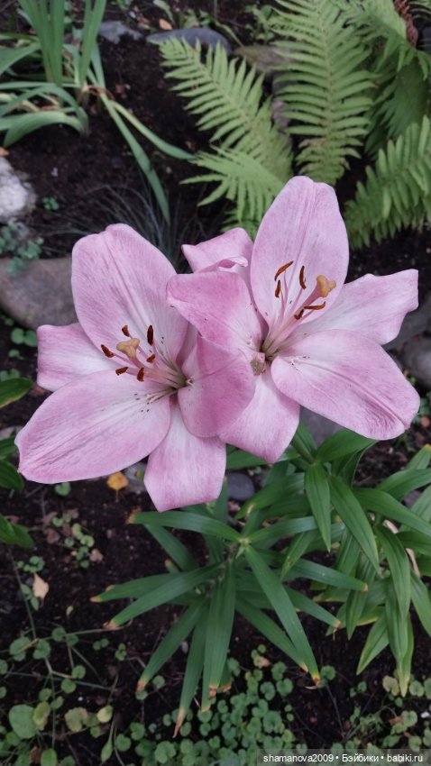 Краски лета — Туризм и путешествия: фотоотчеты из поездок (фото 6)