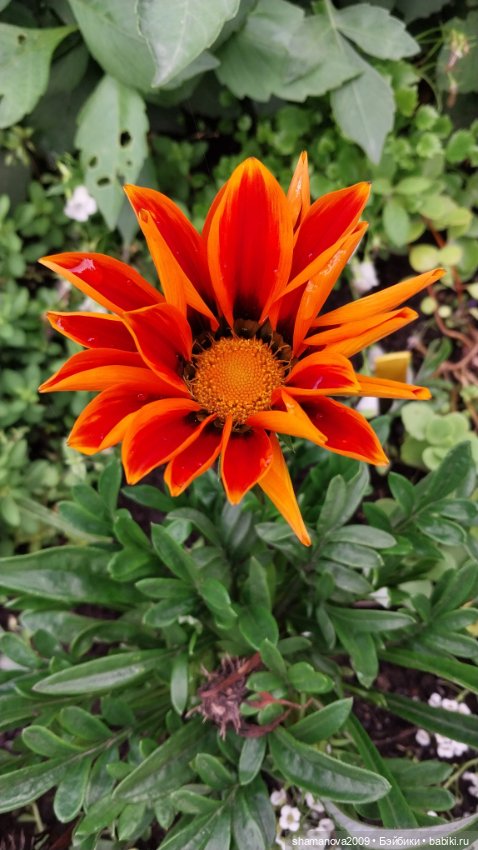 Краски лета — Туризм и путешествия: фотоотчеты из поездок (фото 4)