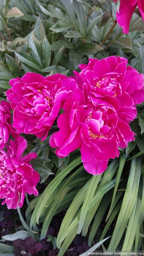 Краски лета — Туризм и путешествия: фотоотчеты из поездок (фото 8)