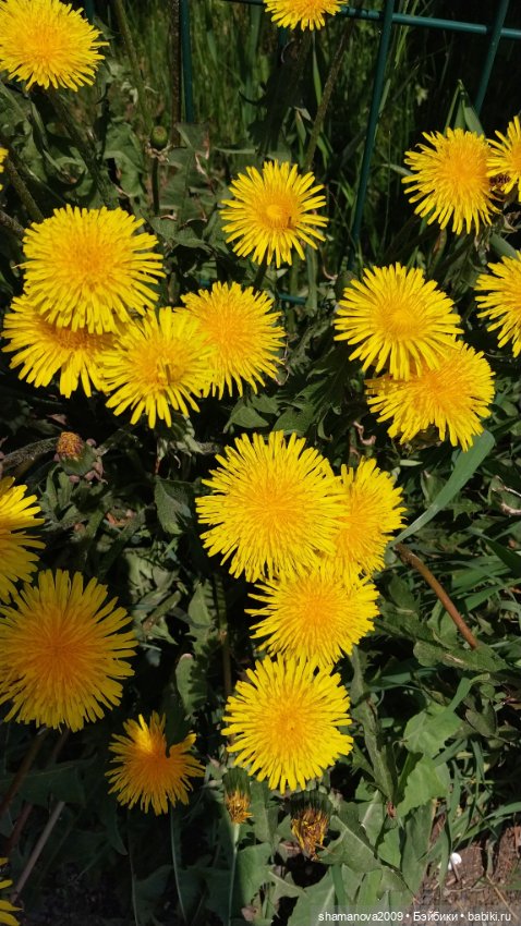 Краски лета — Туризм и путешествия: фотоотчеты из поездок (фото 10)