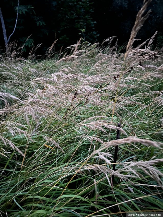 Сумерки — сиреневые, цветы — синие… Или наоборот (фото 5)