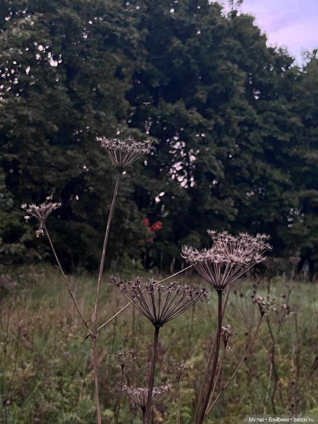 Сумерки — сиреневые, цветы — синие… Или наоборот (фото 8)
