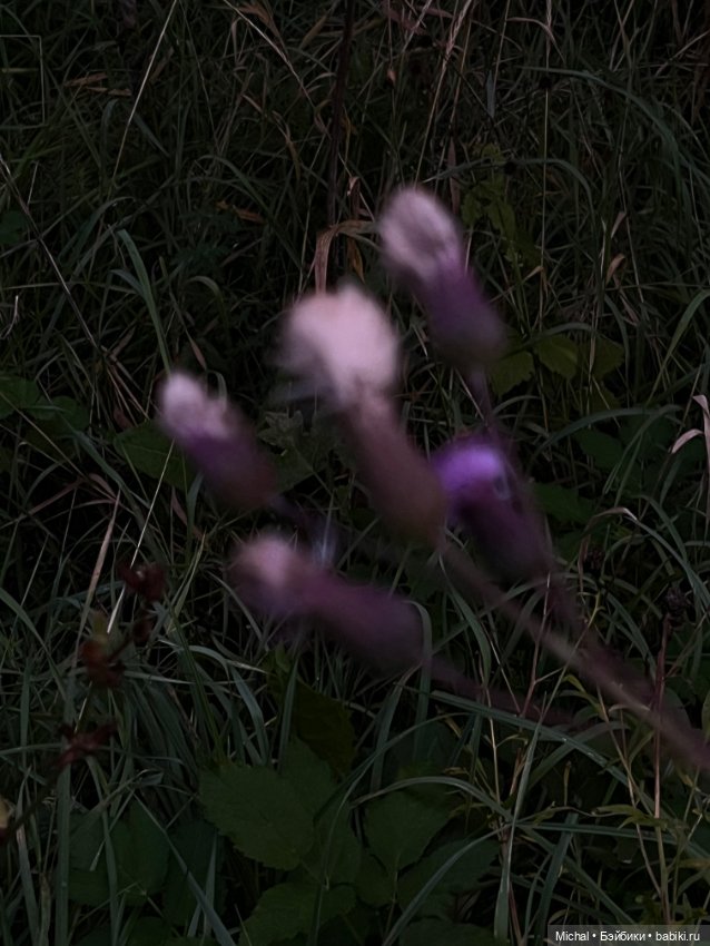 Сумерки — сиреневые, цветы — синие… Или наоборот (фото 7)