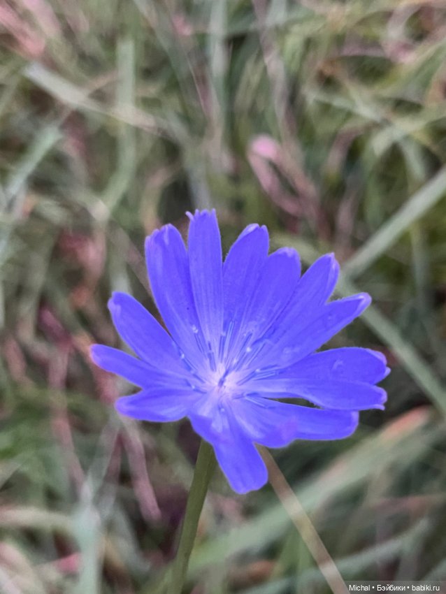 Сумерки — сиреневые, цветы — синие… Или наоборот (фото 3)