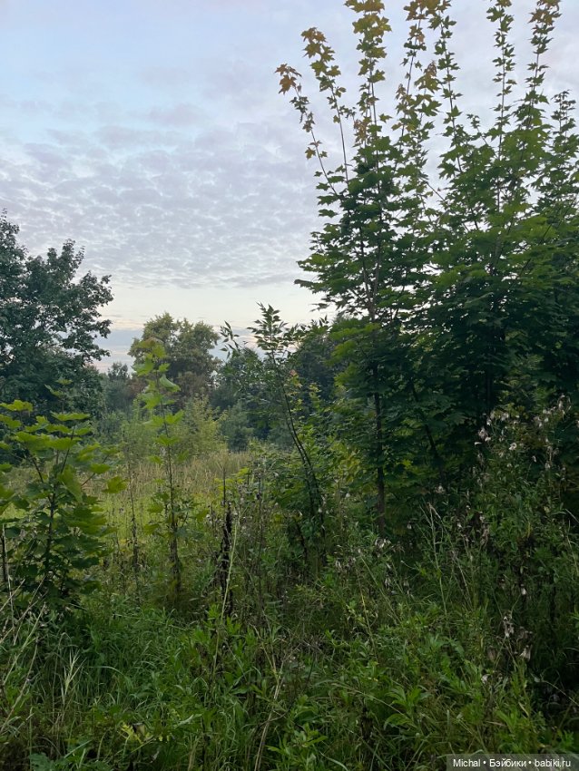 Сумерки — сиреневые, цветы — синие… Или наоборот (фото 2)