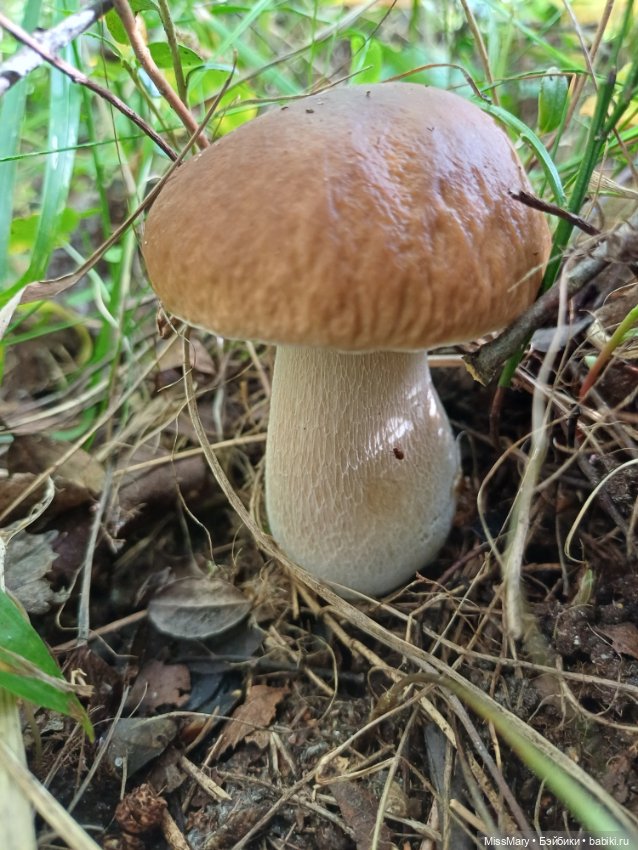 Грибочки — Красивая природа и цветы: фото пейзажей