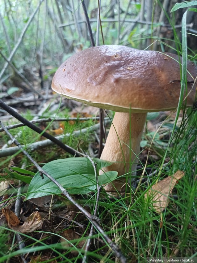 Грибочки — Красивая природа и цветы: фото пейзажей (фото 10)