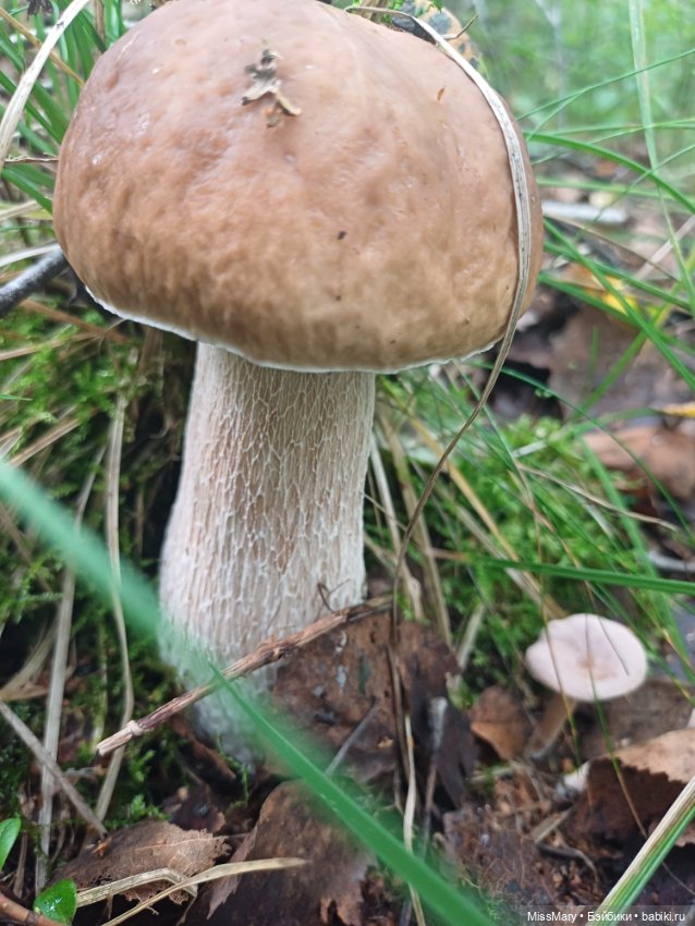 Грибочки — Красивая природа и цветы: фото пейзажей