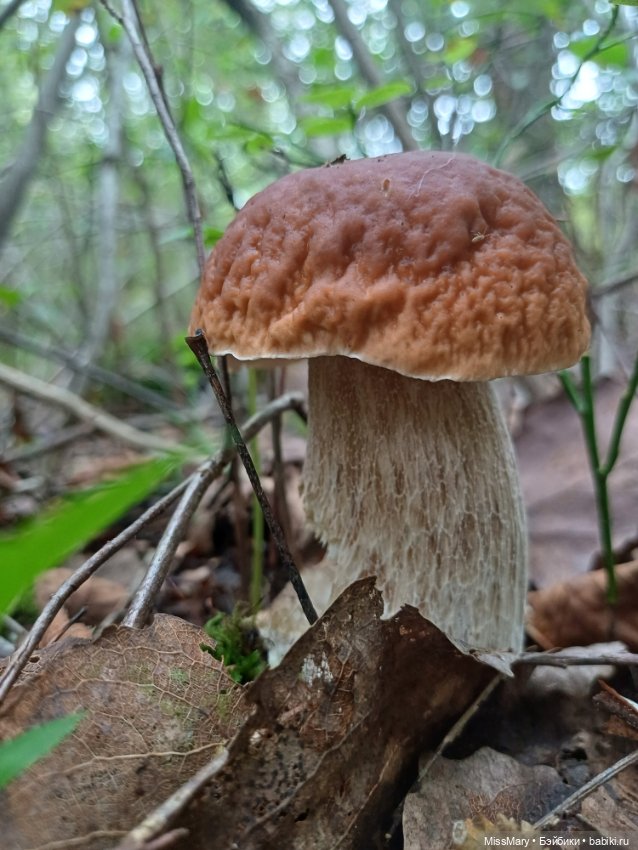 Грибочки — Красивая природа и цветы: фото пейзажей