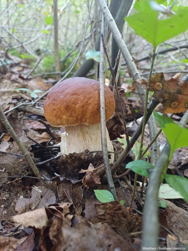 Грибочки — Красивая природа и цветы: фото пейзажей (фото 6)