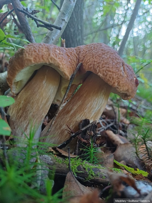 Грибочки — Красивая природа и цветы: фото пейзажей (фото 9)