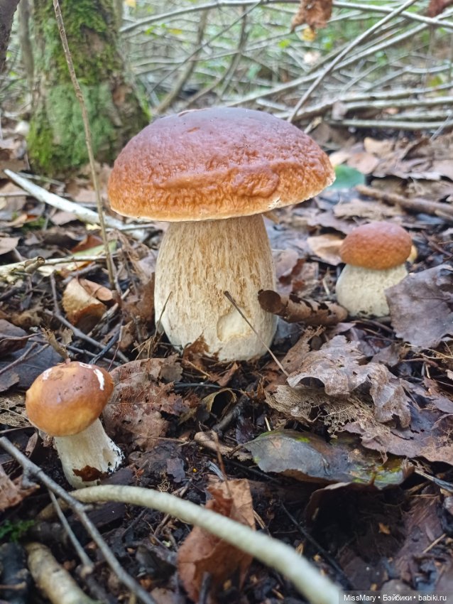 Грибочки — Красивая природа и цветы: фото пейзажей (фото 3)