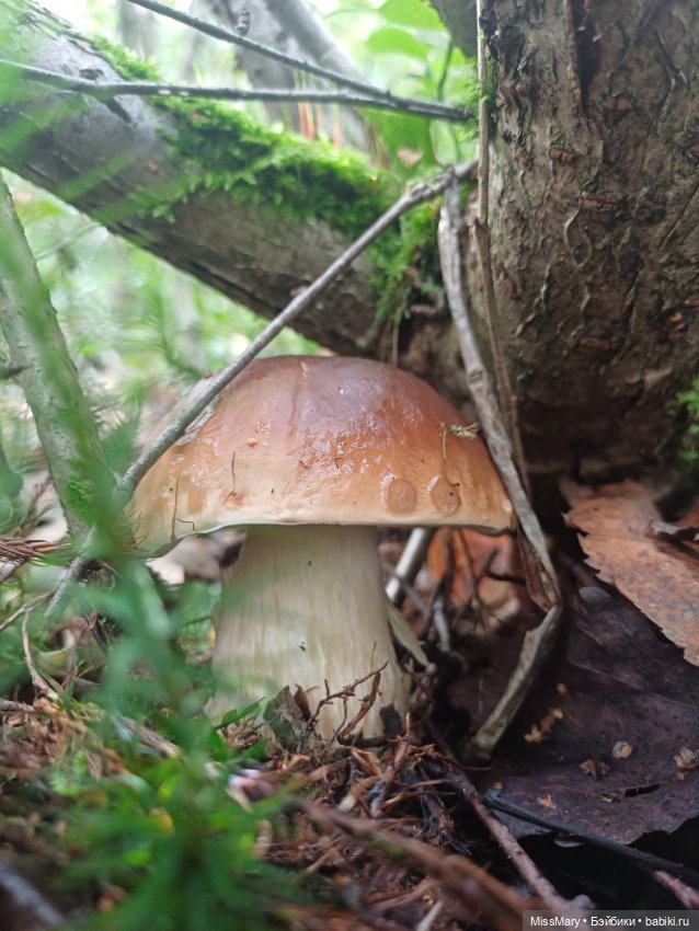 Грибочки — Красивая природа и цветы: фото пейзажей