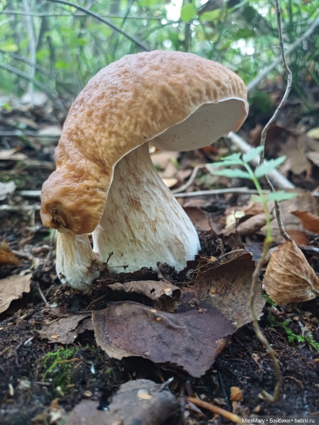 Грибочки — Красивая природа и цветы: фото пейзажей (фото 7)