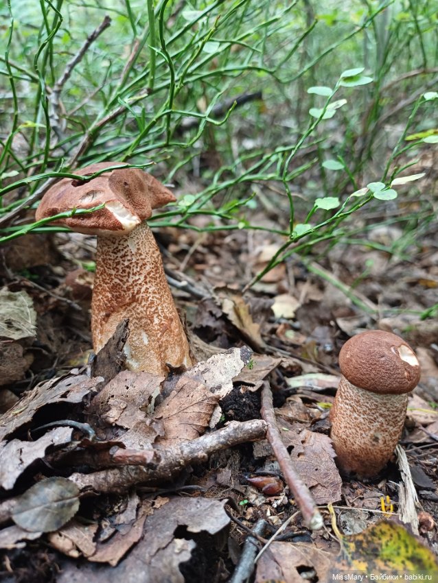 Грибочки — Красивая природа и цветы: фото пейзажей