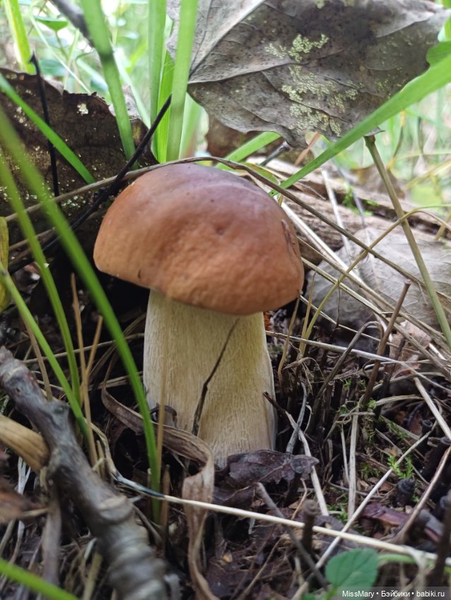 Грибочки — Красивая природа и цветы: фото пейзажей (фото 8)