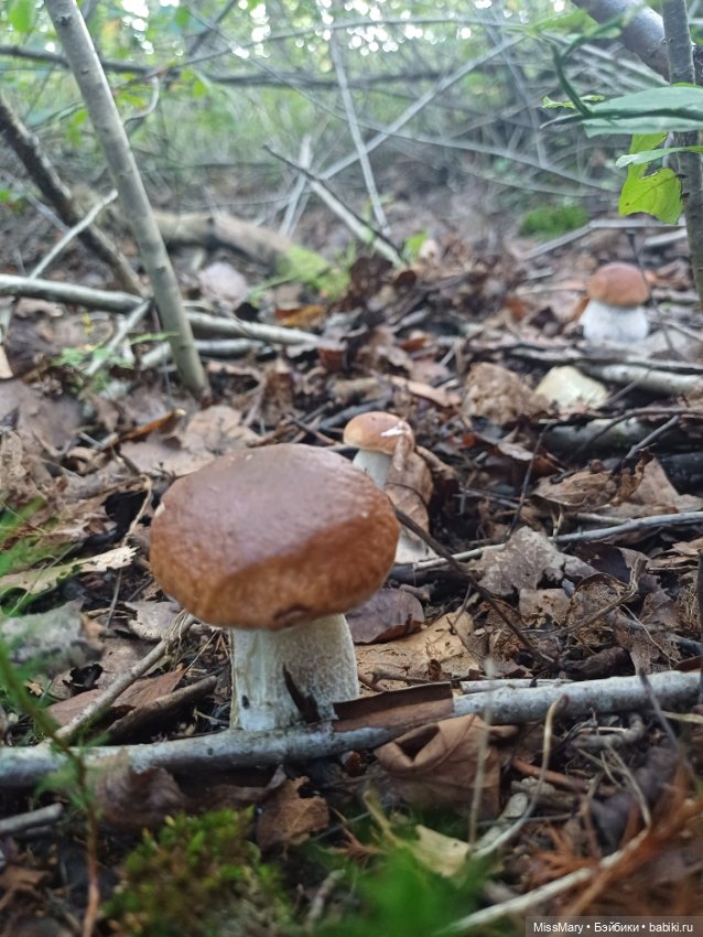 Грибочки — Красивая природа и цветы: фото пейзажей (фото 2)