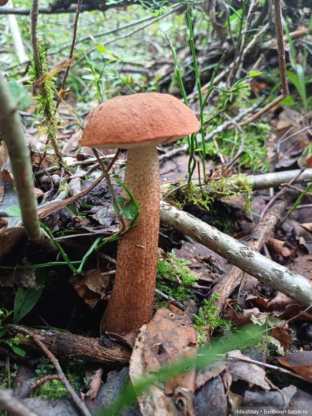 Грибочки — Красивая природа и цветы: фото пейзажей