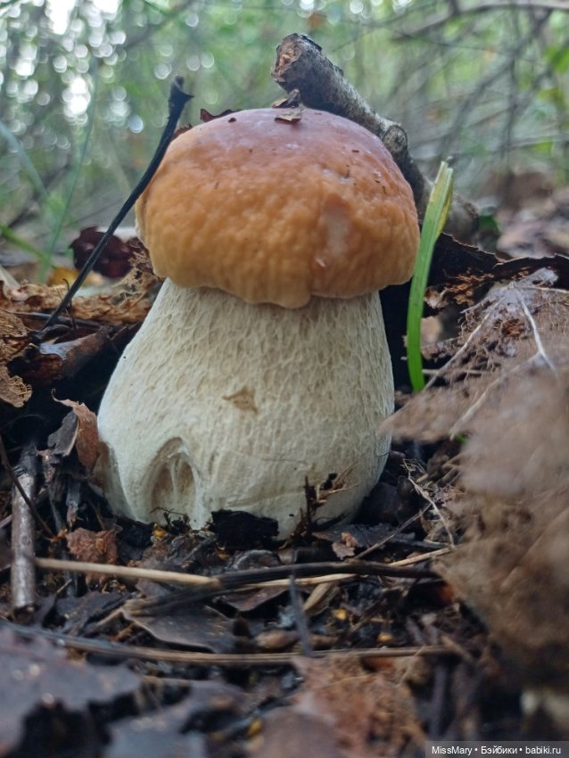 Грибочки — Красивая природа и цветы: фото пейзажей (фото 5)