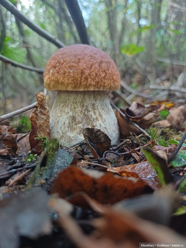 Грибочки — Красивая природа и цветы: фото пейзажей