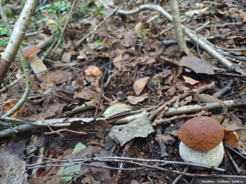 Грибочки — Красивая природа и цветы: фото пейзажей (фото 4)