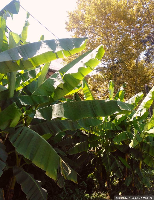 Про Нафочку. Успеть до осени (фото 2)