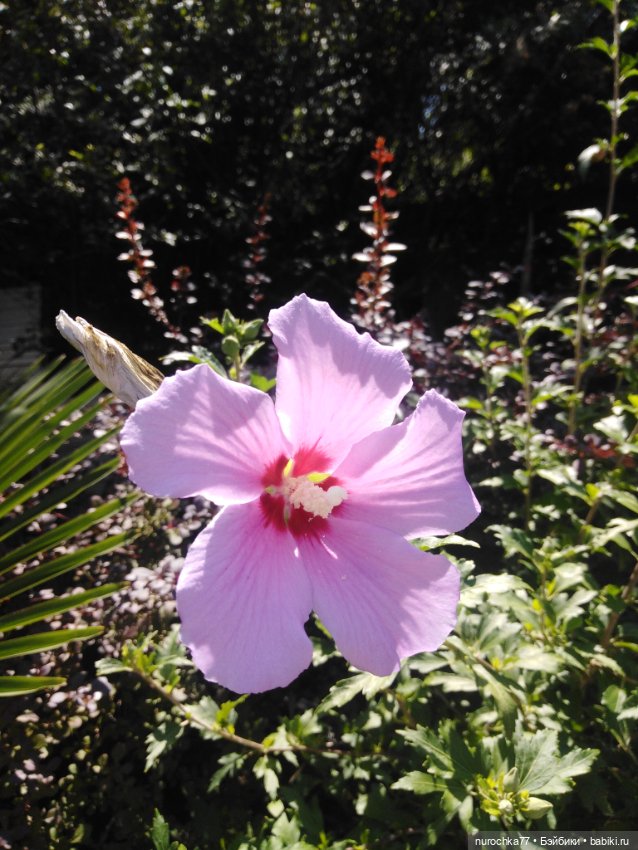 Про Нафочку. Успеть до осени (фото 5)