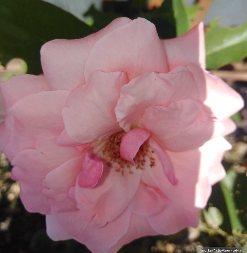 Про Нафочку. Успеть до осени