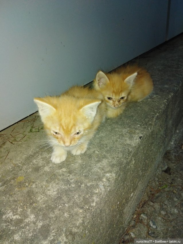 Про Нафочку. Успеть до осени