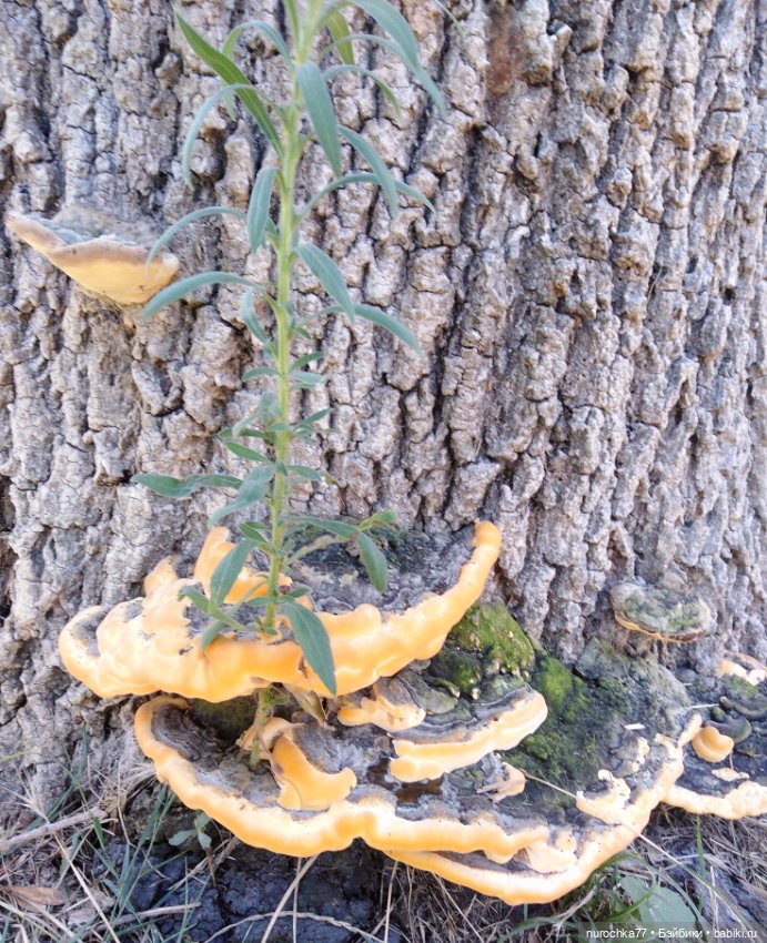 Про Нафочку. Успеть до осени (фото 6)