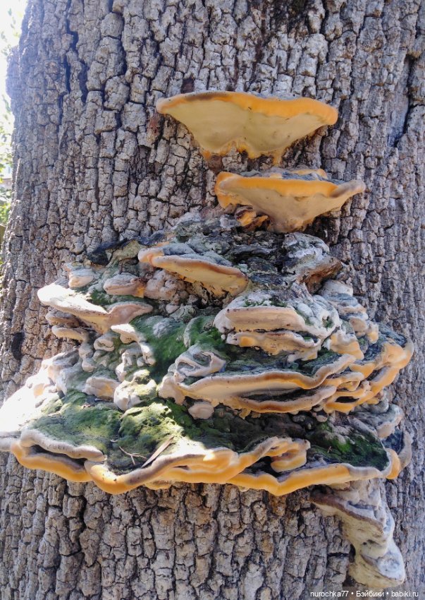 Про Нафочку. Успеть до осени (фото 9)