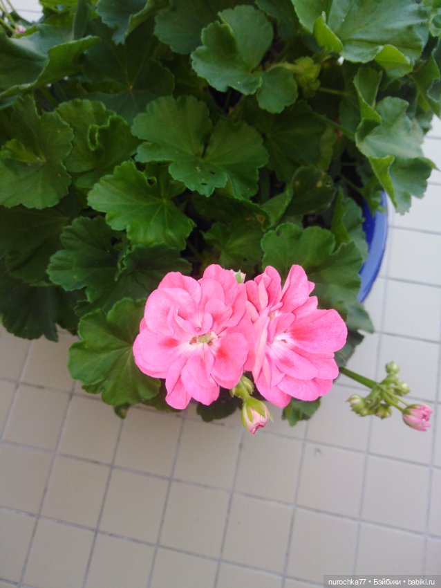 Про Нафочку. Успеть до осени (фото 4)