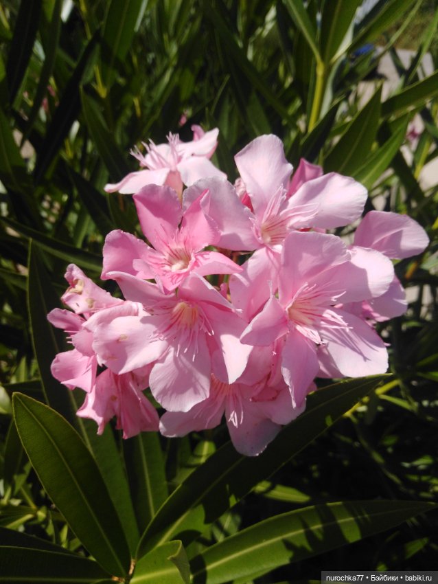 Про Нафочку. Успеть до осени